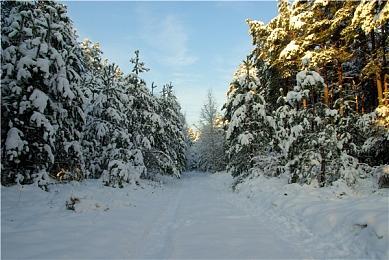 《斯普拉遁3》现已发售《间谍过家家》作者远绘制贺图